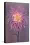 Lavender Dahlia-null-Stretched Canvas