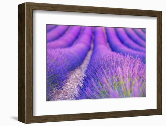 Lavender Escape-Marco Carmassi-Framed Photographic Print