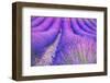 Lavender Escape-Marco Carmassi-Framed Photographic Print