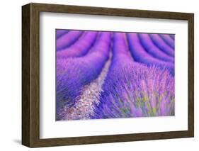 Lavender Escape-Marco Carmassi-Framed Photographic Print