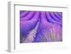 Lavender Escape-Marco Carmassi-Framed Photographic Print