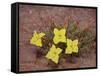 Lavender Evening-Primrose (Calyophus Lavandulifolia), Canyonlands National Park, Utah-James Hager-Framed Stretched Canvas