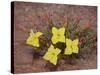 Lavender Evening-Primrose (Calyophus Lavandulifolia), Canyonlands National Park, Utah-James Hager-Stretched Canvas