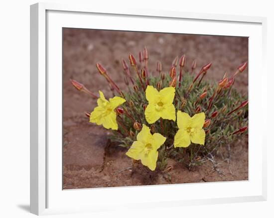 Lavender Evening-Primrose (Calyophus Lavandulifolia), Canyonlands National Park, Utah-James Hager-Framed Photographic Print