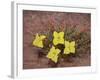 Lavender Evening-Primrose (Calyophus Lavandulifolia), Canyonlands National Park, Utah-James Hager-Framed Photographic Print