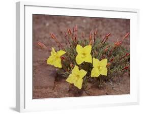 Lavender Evening-Primrose (Calyophus Lavandulifolia), Canyonlands National Park, Utah-James Hager-Framed Photographic Print