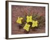 Lavender Evening-Primrose (Calyophus Lavandulifolia), Canyonlands National Park, Utah-James Hager-Framed Photographic Print