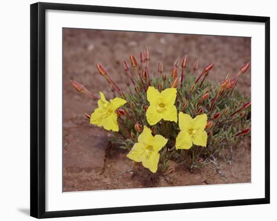 Lavender Evening-Primrose (Calyophus Lavandulifolia), Canyonlands National Park, Utah-James Hager-Framed Photographic Print