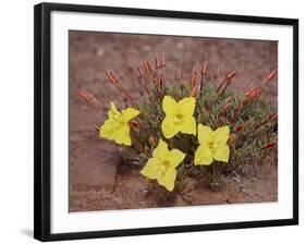 Lavender Evening-Primrose (Calyophus Lavandulifolia), Canyonlands National Park, Utah-James Hager-Framed Photographic Print