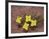 Lavender Evening-Primrose (Calyophus Lavandulifolia), Canyonlands National Park, Utah-James Hager-Framed Photographic Print