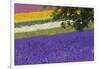 Lavender Farm, Furano, Hokkaido Prefecture, Japan-Keren Su-Framed Photographic Print