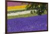 Lavender Farm, Furano, Hokkaido Prefecture, Japan-Keren Su-Framed Photographic Print