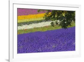 Lavender Farm, Furano, Hokkaido Prefecture, Japan-Keren Su-Framed Photographic Print