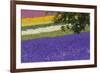 Lavender Farm, Furano, Hokkaido Prefecture, Japan-Keren Su-Framed Photographic Print