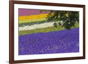 Lavender Farm, Furano, Hokkaido Prefecture, Japan-Keren Su-Framed Photographic Print