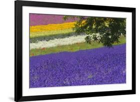 Lavender Farm, Furano, Hokkaido Prefecture, Japan-Keren Su-Framed Photographic Print