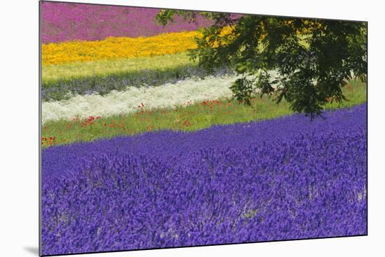 Lavender Farm, Furano, Hokkaido Prefecture, Japan-Keren Su-Mounted Photographic Print