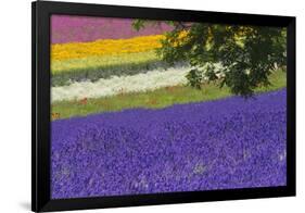 Lavender Farm, Furano, Hokkaido Prefecture, Japan-Keren Su-Framed Photographic Print