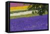 Lavender Farm, Furano, Hokkaido Prefecture, Japan-Keren Su-Framed Stretched Canvas