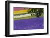 Lavender Farm, Furano, Hokkaido Prefecture, Japan-Keren Su-Framed Photographic Print