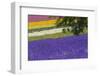 Lavender Farm, Furano, Hokkaido Prefecture, Japan-Keren Su-Framed Photographic Print