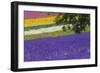 Lavender Farm, Furano, Hokkaido Prefecture, Japan-Keren Su-Framed Photographic Print