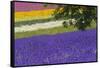 Lavender Farm, Furano, Hokkaido Prefecture, Japan-Keren Su-Framed Stretched Canvas