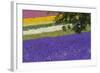 Lavender Farm, Furano, Hokkaido Prefecture, Japan-Keren Su-Framed Photographic Print