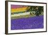 Lavender Farm, Furano, Hokkaido Prefecture, Japan-Keren Su-Framed Photographic Print