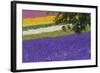 Lavender Farm, Furano, Hokkaido Prefecture, Japan-Keren Su-Framed Photographic Print