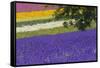 Lavender Farm, Furano, Hokkaido Prefecture, Japan-Keren Su-Framed Stretched Canvas