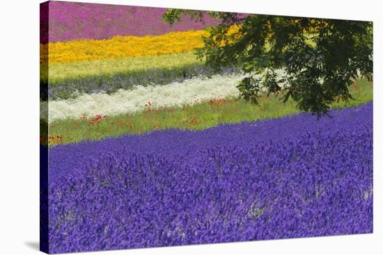 Lavender Farm, Furano, Hokkaido Prefecture, Japan-Keren Su-Stretched Canvas