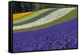 Lavender Farm, Furano, Hokkaido Prefecture, Japan-Keren Su-Framed Stretched Canvas