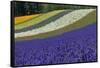 Lavender Farm, Furano, Hokkaido Prefecture, Japan-Keren Su-Framed Stretched Canvas