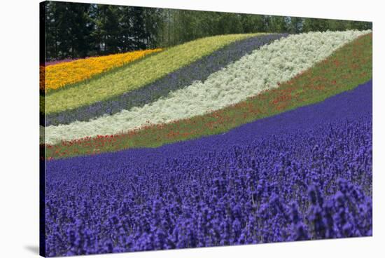 Lavender Farm, Furano, Hokkaido Prefecture, Japan-Keren Su-Stretched Canvas