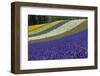 Lavender Farm, Furano, Hokkaido Prefecture, Japan-Keren Su-Framed Premium Photographic Print