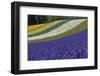 Lavender Farm, Furano, Hokkaido Prefecture, Japan-Keren Su-Framed Premium Photographic Print