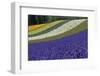 Lavender Farm, Furano, Hokkaido Prefecture, Japan-Keren Su-Framed Premium Photographic Print