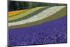 Lavender Farm, Furano, Hokkaido Prefecture, Japan-Keren Su-Mounted Premium Photographic Print