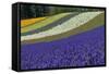 Lavender Farm, Furano, Hokkaido Prefecture, Japan-Keren Su-Framed Stretched Canvas