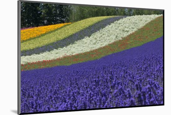 Lavender Farm, Furano, Hokkaido Prefecture, Japan-Keren Su-Mounted Photographic Print