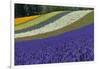 Lavender Farm, Furano, Hokkaido Prefecture, Japan-Keren Su-Framed Photographic Print