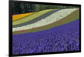 Lavender Farm, Furano, Hokkaido Prefecture, Japan-Keren Su-Framed Photographic Print