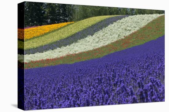 Lavender Farm, Furano, Hokkaido Prefecture, Japan-Keren Su-Stretched Canvas