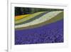 Lavender Farm, Furano, Hokkaido Prefecture, Japan-Keren Su-Framed Photographic Print