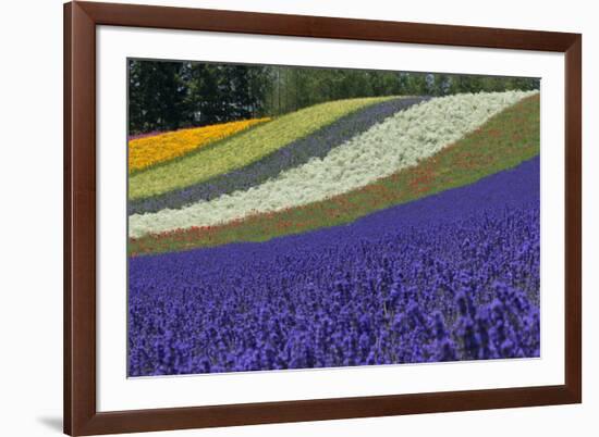 Lavender Farm, Furano, Hokkaido Prefecture, Japan-Keren Su-Framed Photographic Print