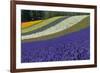 Lavender Farm, Furano, Hokkaido Prefecture, Japan-Keren Su-Framed Photographic Print