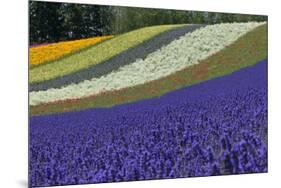Lavender Farm, Furano, Hokkaido Prefecture, Japan-Keren Su-Mounted Photographic Print