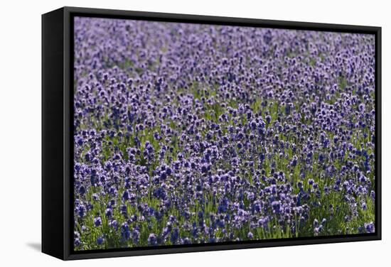Lavender Farm, Furano, Hokkaido Prefecture, Japan-Keren Su-Framed Stretched Canvas