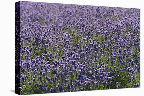 Lavender Farm, Furano, Hokkaido Prefecture, Japan-Keren Su-Stretched Canvas